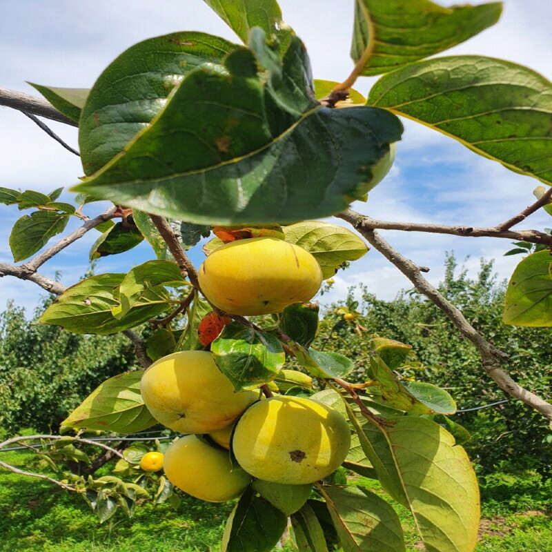 한결농원,한결농원 태추단감5kg