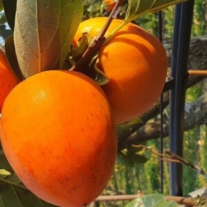 한결농원 대봉감 10kg(중과, 소과)